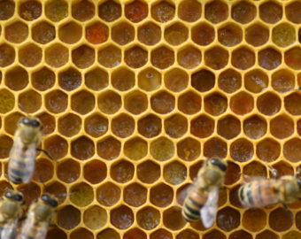 Pain D'abeille (pollen)